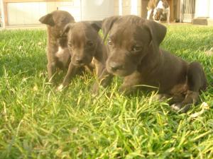 BlueNosePitBullTerrierPuppies